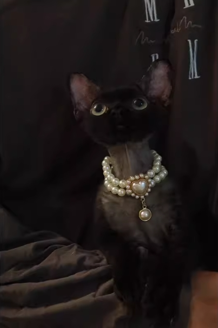 Pet Necklace